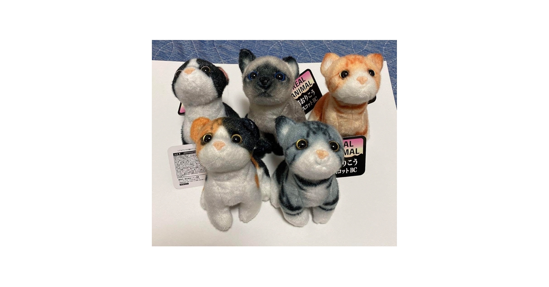 中古人物PETまとめ売り PetWORKs Co., Ltd. (@petworks_jp) / X